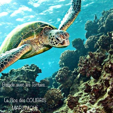Lodge Pamplemousse Avec Piscine Privative , Dans Parc Calme A 500 M Plage Le Carbet Eksteriør billede